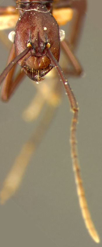 Media type: image; Entomology 22955   Aspect: head frontal view